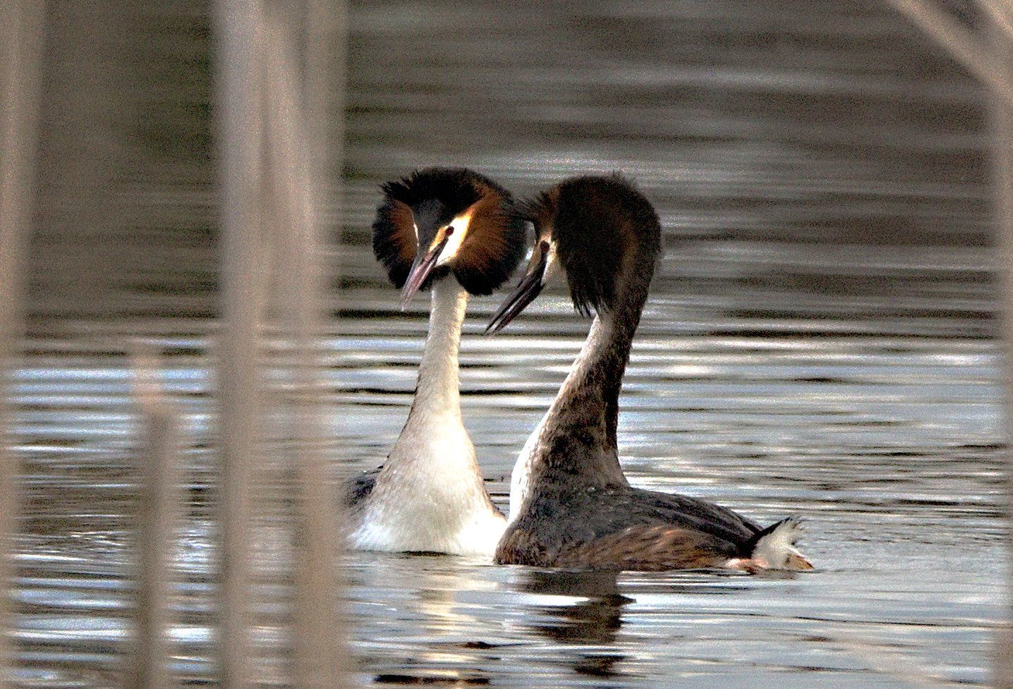 Potápka roháč (Podiceps cristatus)08